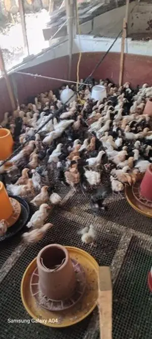 ගම් කුකුලු (පිරිමි ) පැටවු