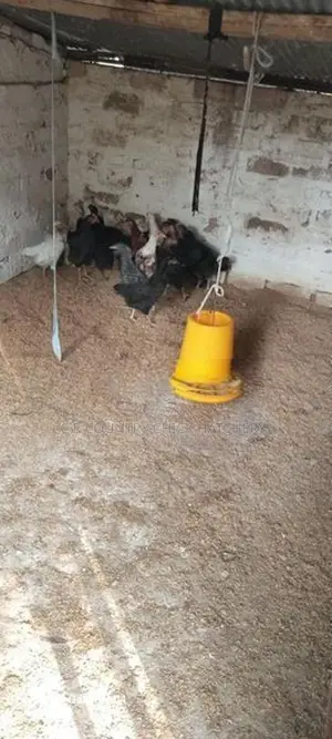 ගම් කිකිලි පැටවු