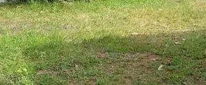 Nugegoda : 36 perches Commercial Land for Sale