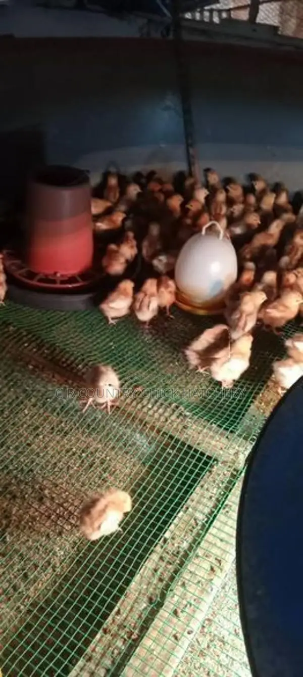 Red Layer Chick