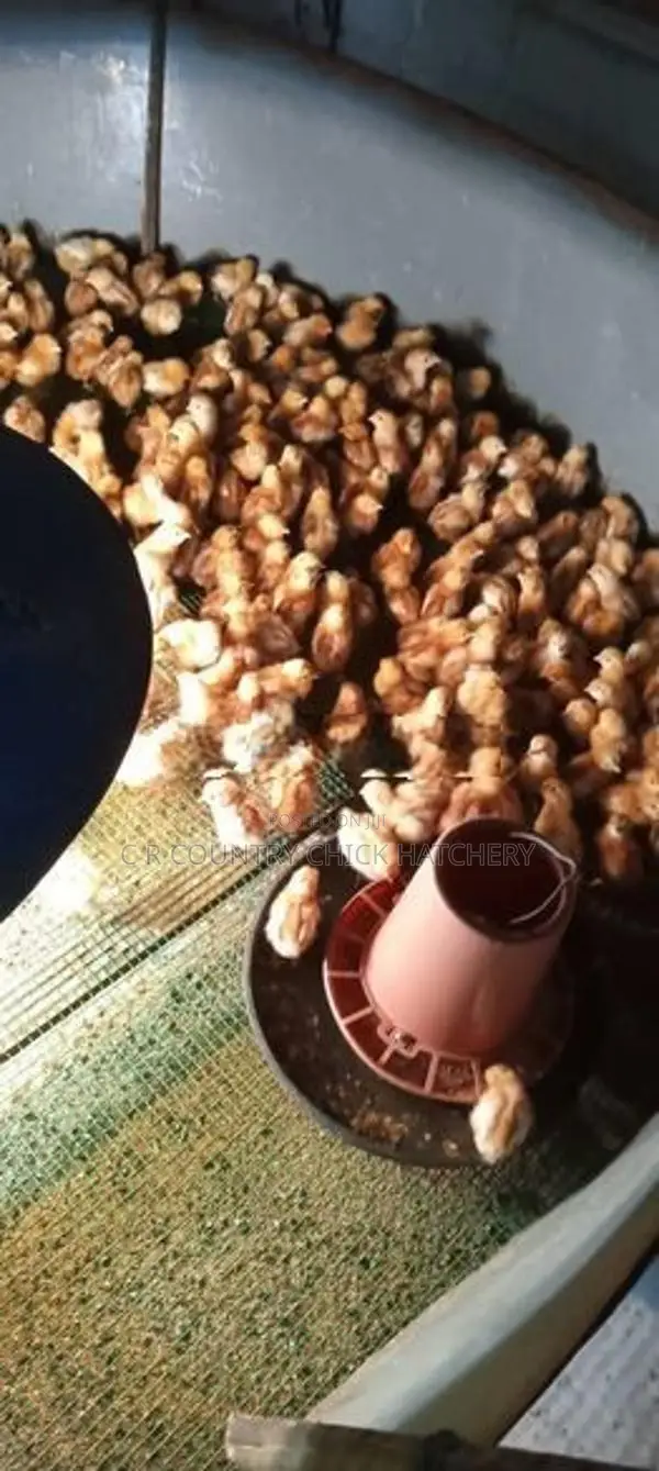 Red Layer Chick