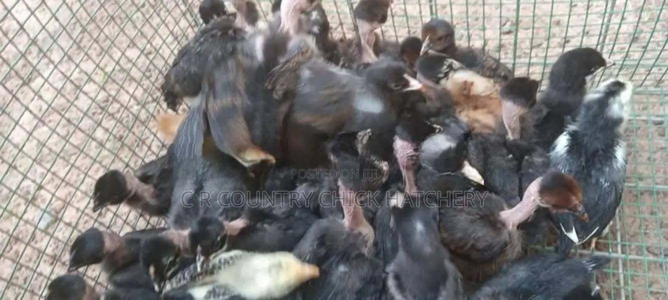 ගම් කිකිලි පැටවු