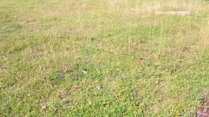 Kandy : 142 perches Land for Sale at Heerasgala