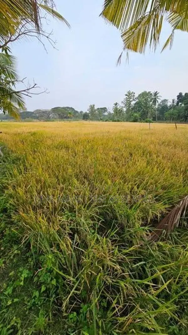 Hambantota : 80 perches land with paddy fields for sale