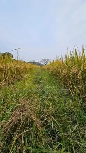 Hambantota : 80 perches land with paddy fields for sale