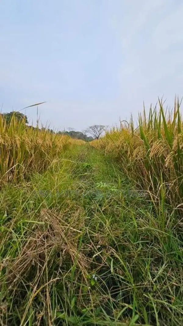 Hambantota : 80 perches land with paddy fields for sale