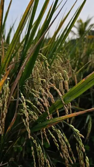 Hambantota : 80 perches land with paddy fields for sale