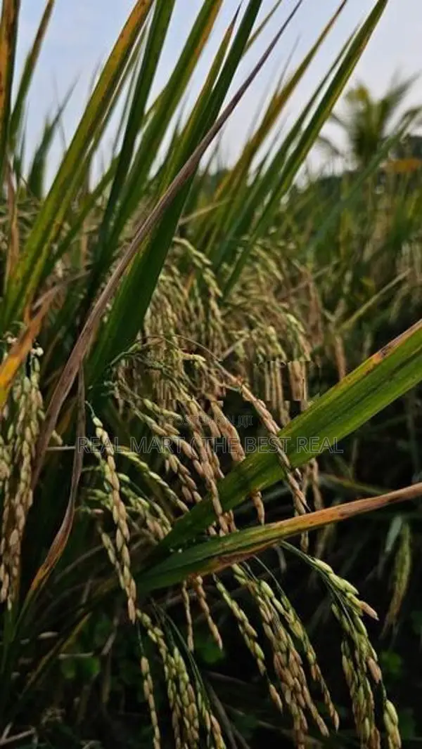Hambantota : 80 perches land with paddy fields for sale