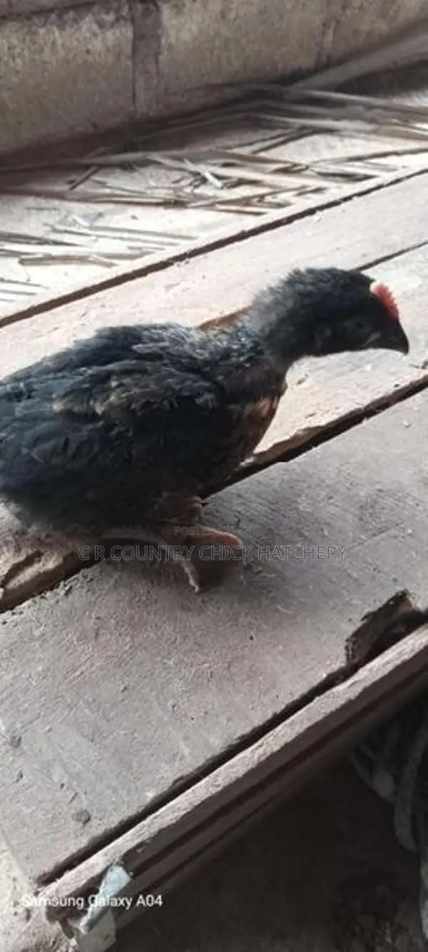 சேவல் குஞ்சு