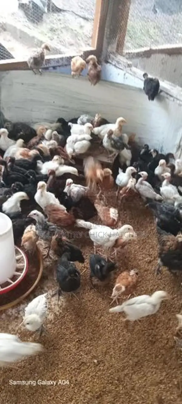 ගම් කිකිලි පැටවු