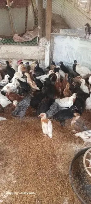 Country Chicks