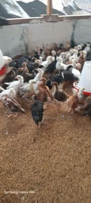 Country Chicks