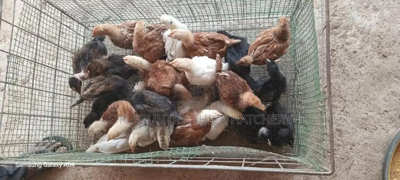 சேவல் குஞ்சு