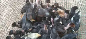 கோழி குஞ்சு
