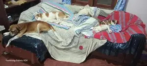 කිකිලි පැටවු