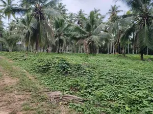 අත්තනගල්ල නුවර පාරට ආසන්නයේ සුපරි ඉඩමක් විකිණීමට