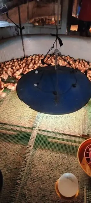 Farm Chicks