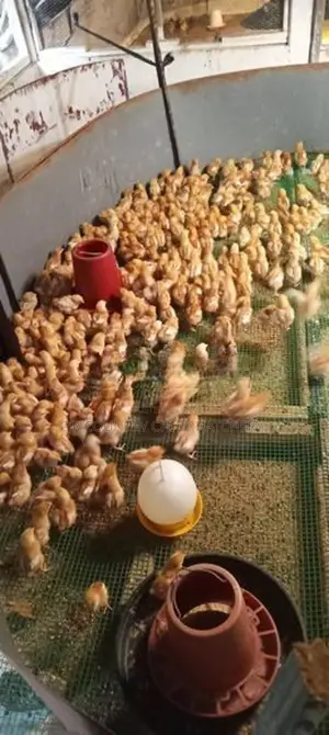 முட்டை குஞ்சு