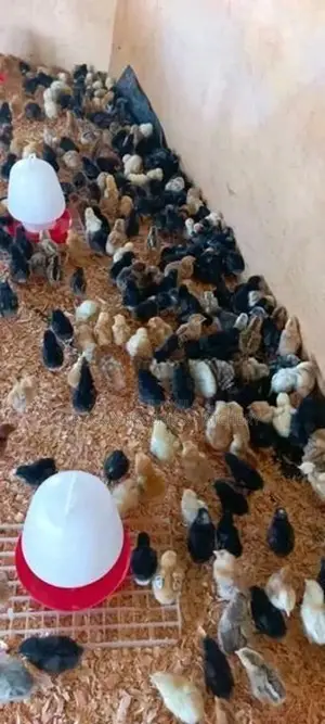 முட்டை குஞ்சு