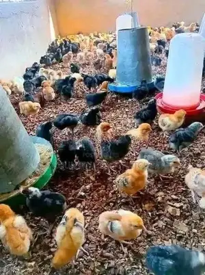 Country Chicks