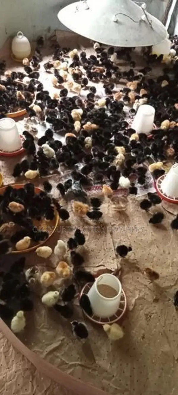 ගම් කිකිලි පැටවු