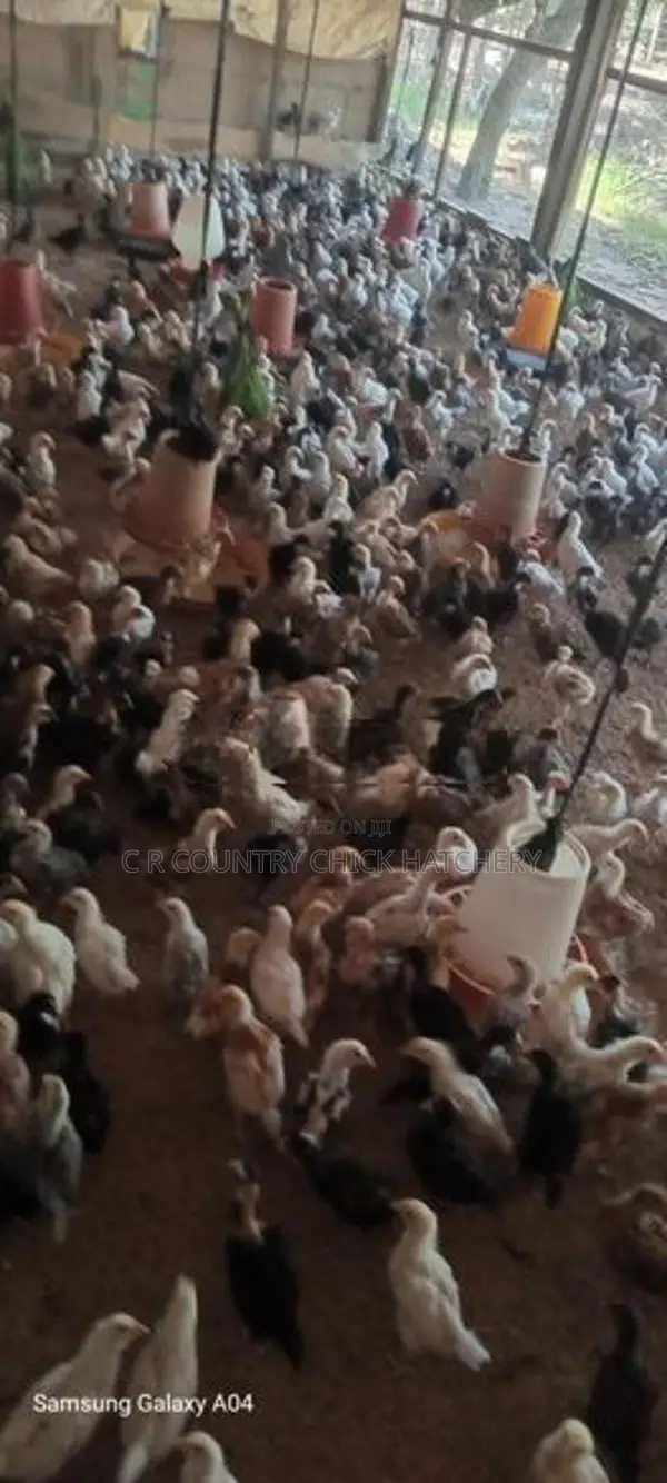 Male Country Chicks