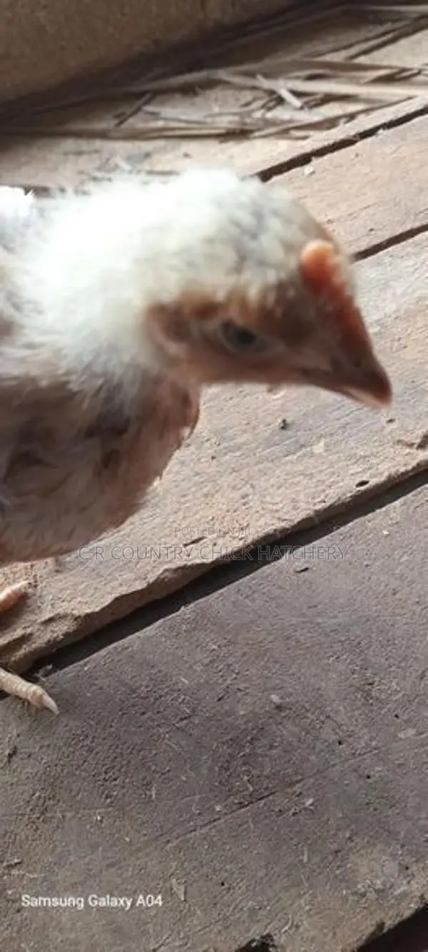 Male Country Chicks