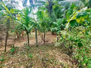 නිට්ටඹුව වතුපිටිවල පර්චස් 6 ඉඩම විකිණීමට