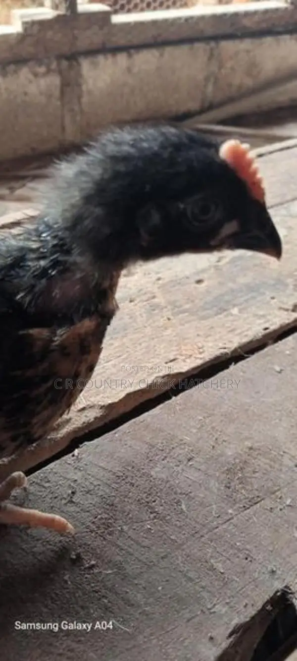 ගම් කිකිලි පැටවු