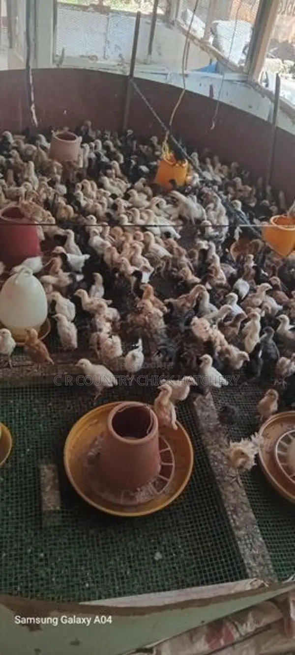 ගම් කිකිලි පැටවු