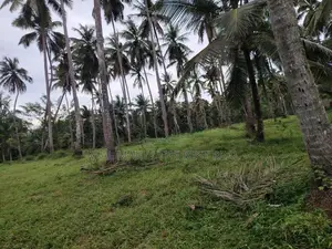 Attanagalla : 35 Acres Land for Sale Near Kandy road