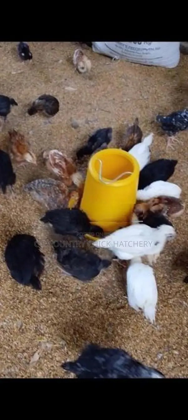 කුකූල් පැටවු