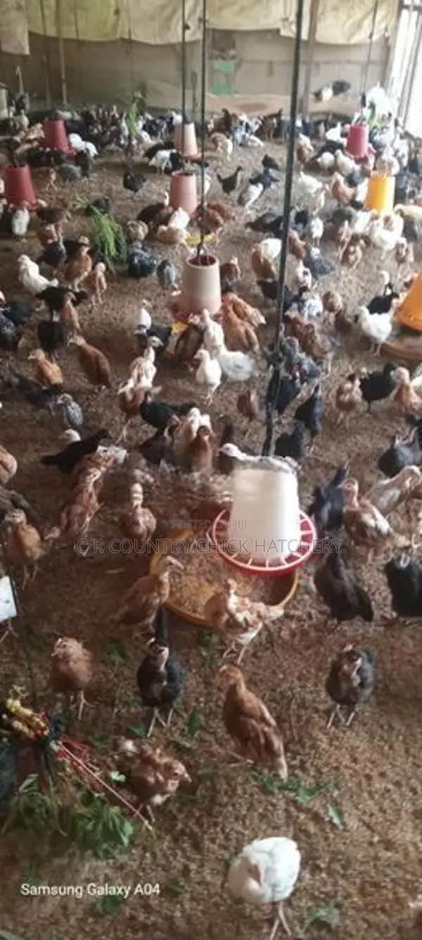 ஊர் கோழி குஞ்சுகள்