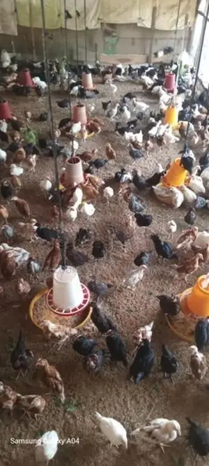 ஊர் கோழி குஞ்சுகள்