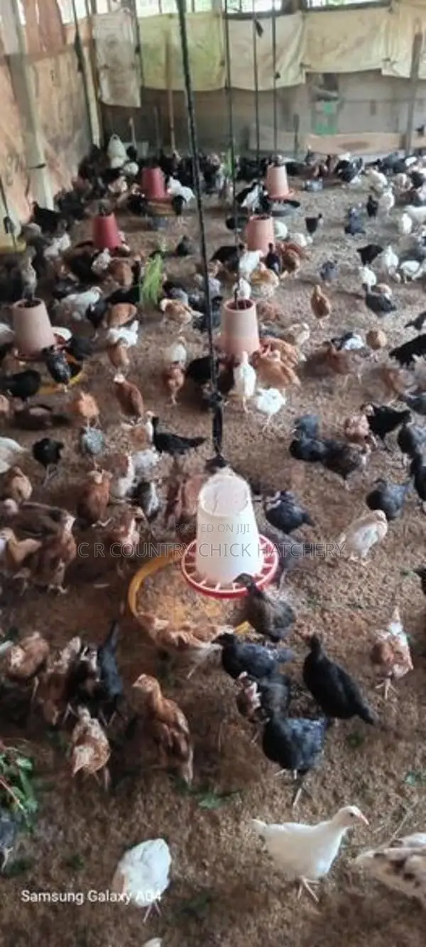 ஊர் கோழி குஞ்சுகள்