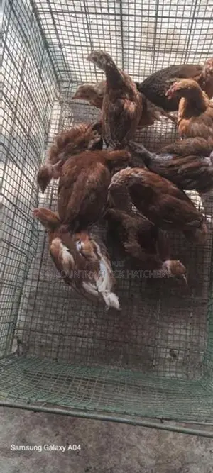 ஊர் கோழி குஞ்சுகள்
