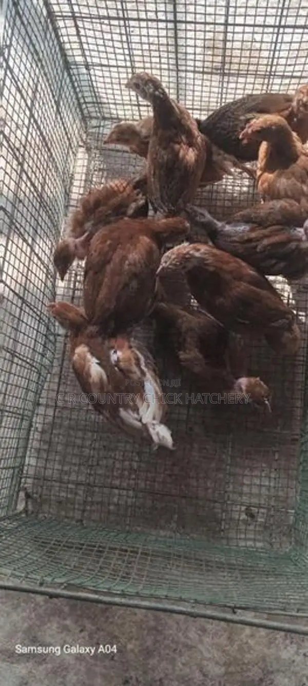 ஊர் கோழி குஞ்சுகள்