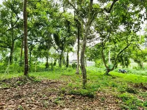 කිරිදිවැල – රතඹලේ, රඹුටන්වත්ත වෙන්දේසි ඉඩමෙන් බිම්කොටසක්