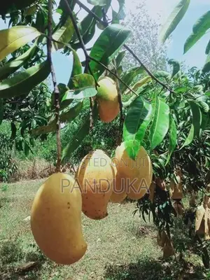 Mango Cultivated Land for Sale in Anuradhapura