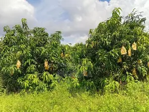 Mango Cultivated Land for Sale in Anuradhapura
