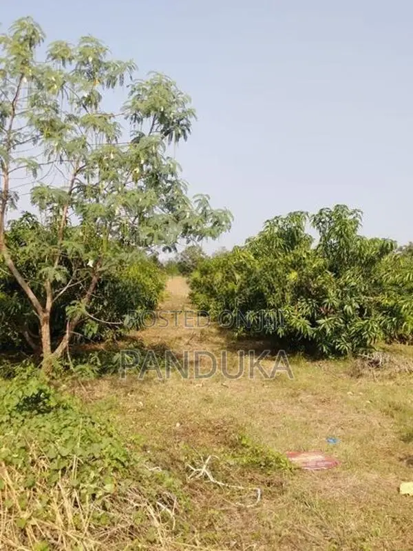 Mango Cultivated Land for Sale in Anuradhapura