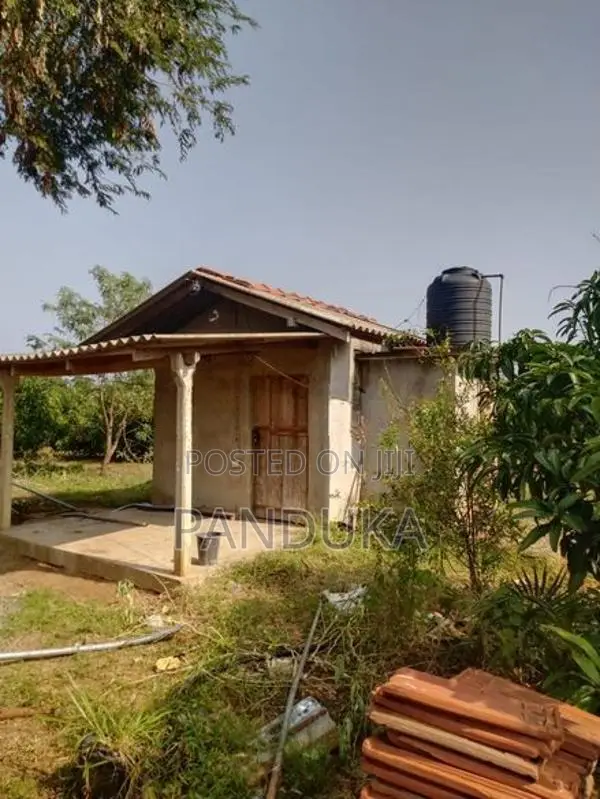 Mango Cultivated Land for Sale in Anuradhapura