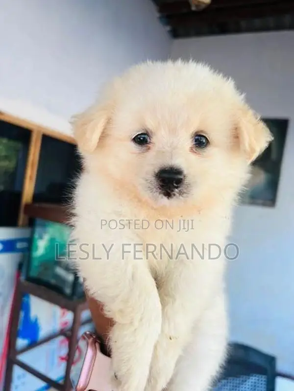 Pomeranian Puppies