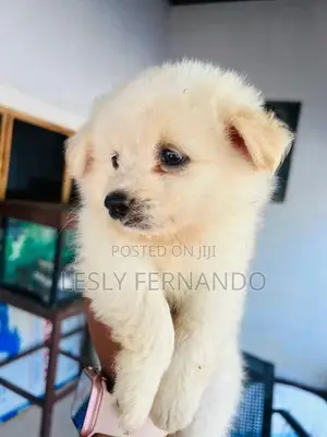 Pomeranian Puppies