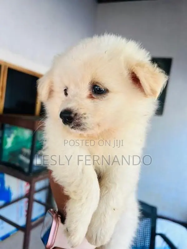 Pomeranian Puppies