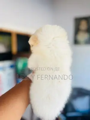 Pomeranian Puppies