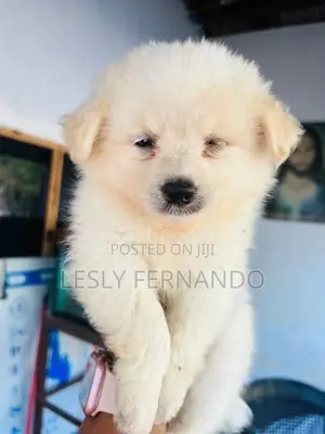 Pomeranian Puppies