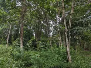 land for sale kurunegala