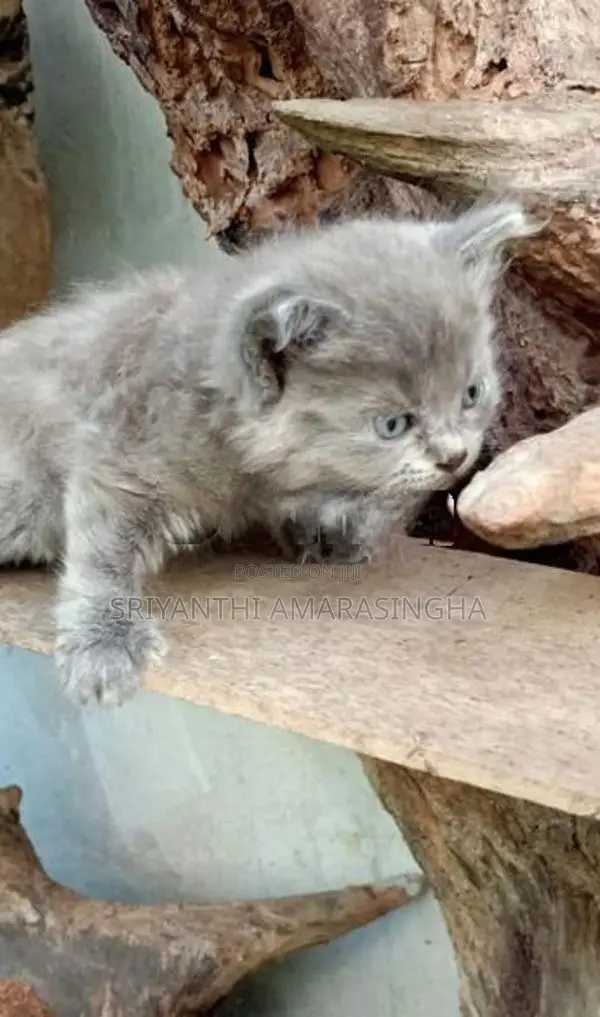 Persian Cats