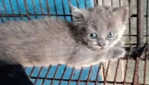 Persian Cats